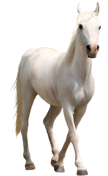 Caballo blanco